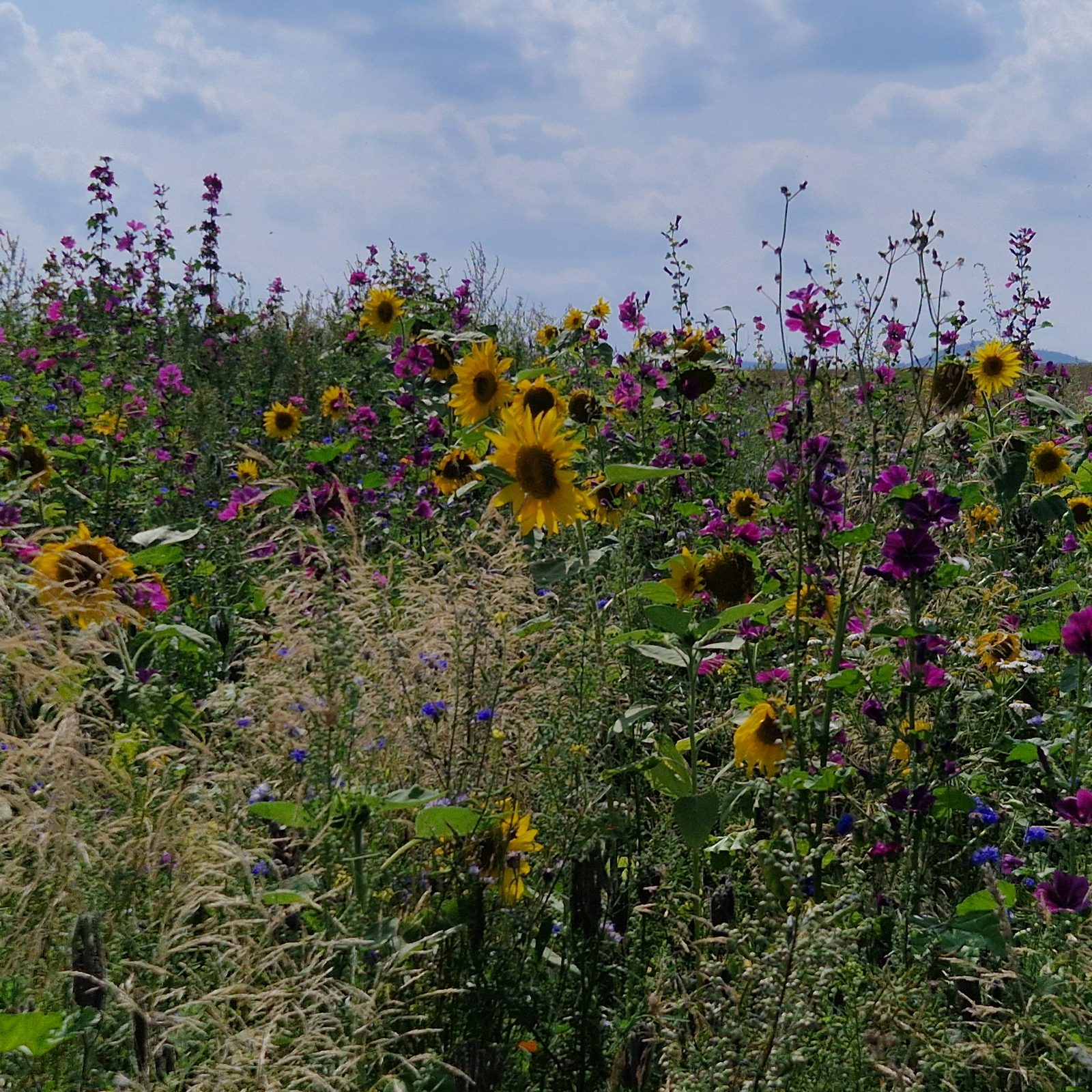 Sonnenblumen und Wildblumen vor weitem Himmel, die Arbeitsweise der DALU-Beratung